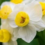 Daffodil 'Avalanche' (Narcissus) - Harding & Bloom