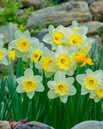 Daffodil 'Avalanche' (Narcissus) - Harding & Bloom