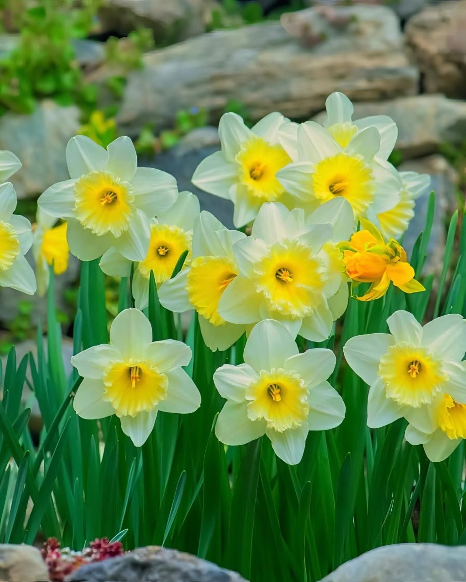 Daffodil 'Avalanche' (Narcissus) - Harding & Bloom