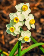 Daffodil 'Avalanche' (Narcissus) - Harding & Bloom