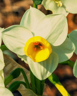 Daffodil 'Avalanche' (Narcissus) - Harding & Bloom