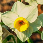 Daffodil 'Avalanche' (Narcissus) - Harding & Bloom
