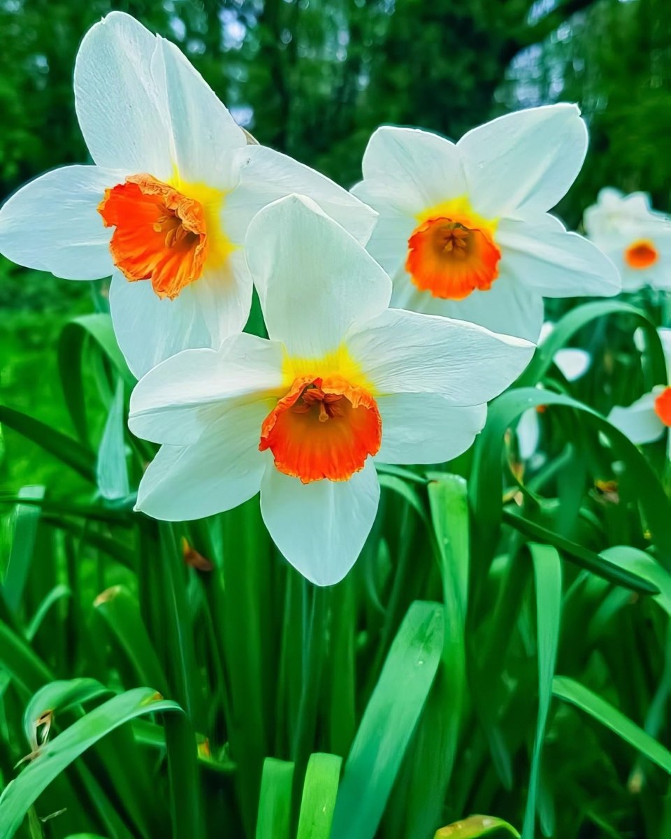 Daffodil 'Barrett Browning' (Narcissus)
