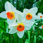 Daffodil 'Barrett Browning' (Narcissus) - Harding & Bloom