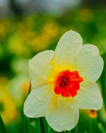 Daffodil 'Barrett Browning' (Narcissus) - Harding & Bloom