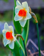 Daffodil 'Barrett Browning' (Narcissus) - Harding & Bloom