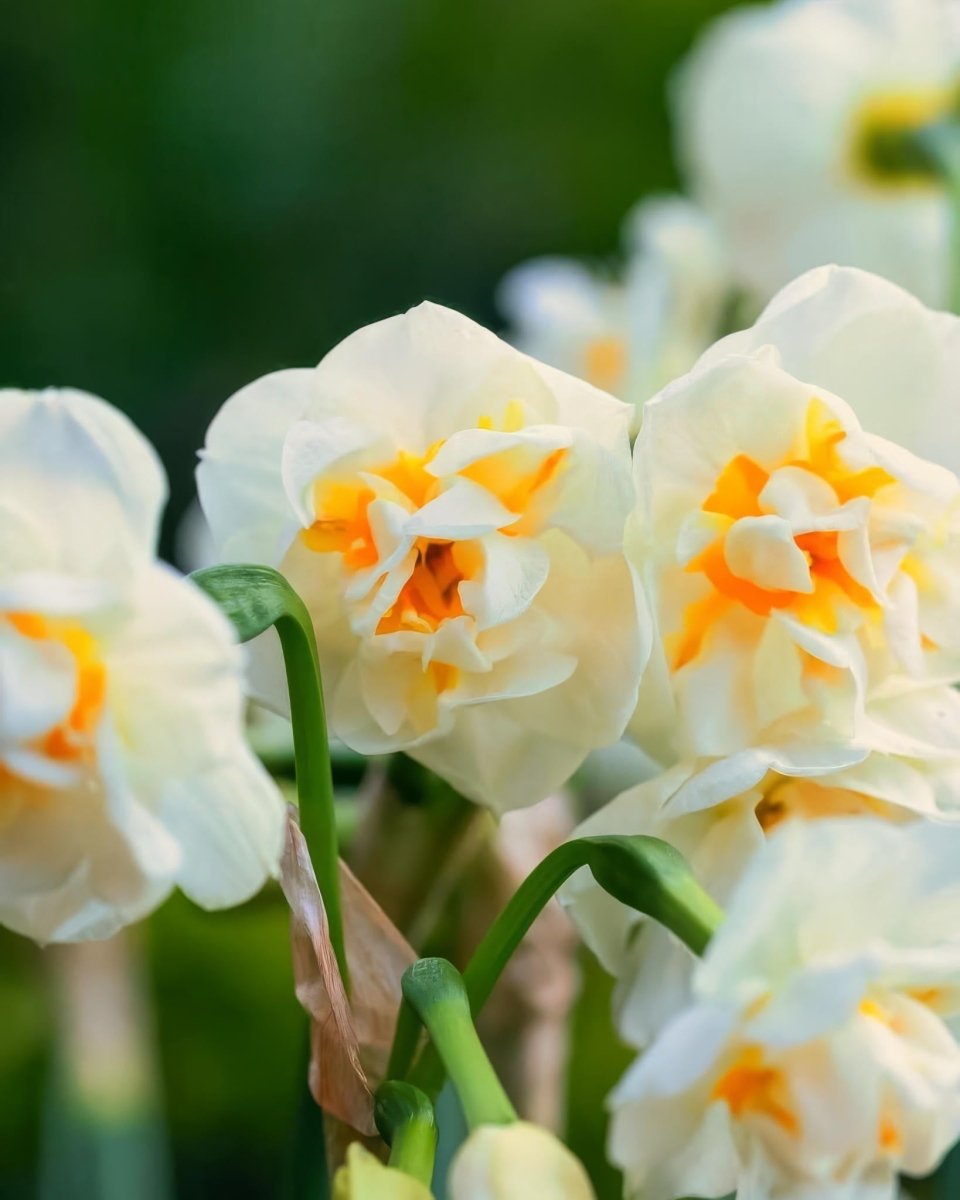 Daffodil 'Bridal Crown' (Narcissus) - Harding & Bloom