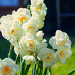 Daffodil 'Bridal Crown' (Narcissus) - Harding & Bloom