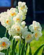 Daffodil 'Bridal Crown' (Narcissus) - Harding & Bloom