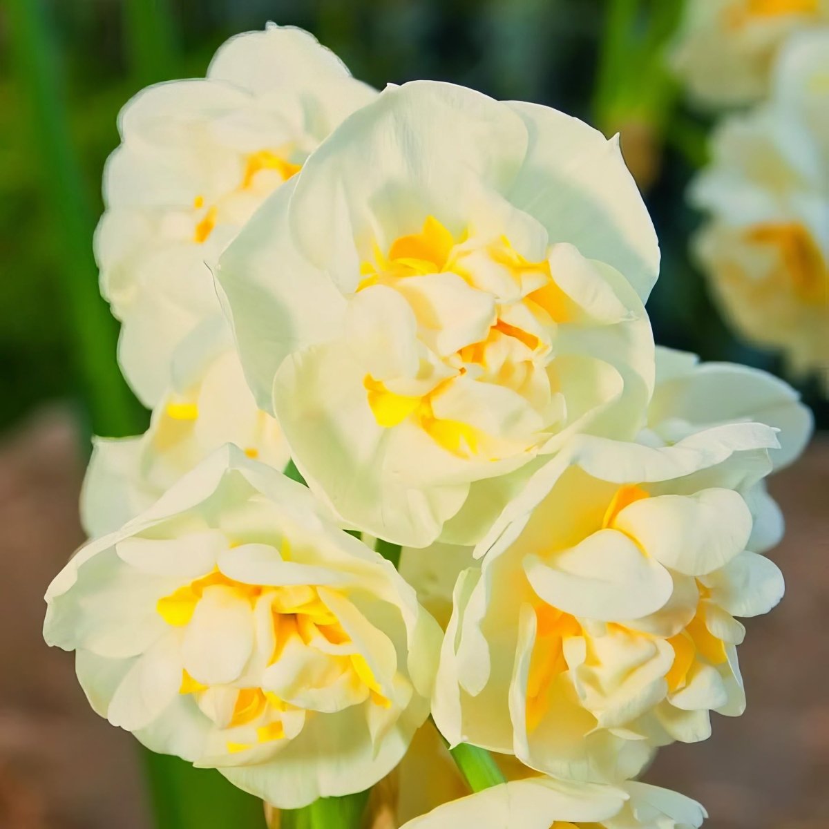 Daffodil 'Bridal Crown' (Narcissus) - Harding & Bloom