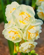 Daffodil 'Bridal Crown' (Narcissus) - Harding & Bloom