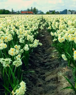 Daffodil 'Bridal Crown' (Narcissus) - Harding & Bloom