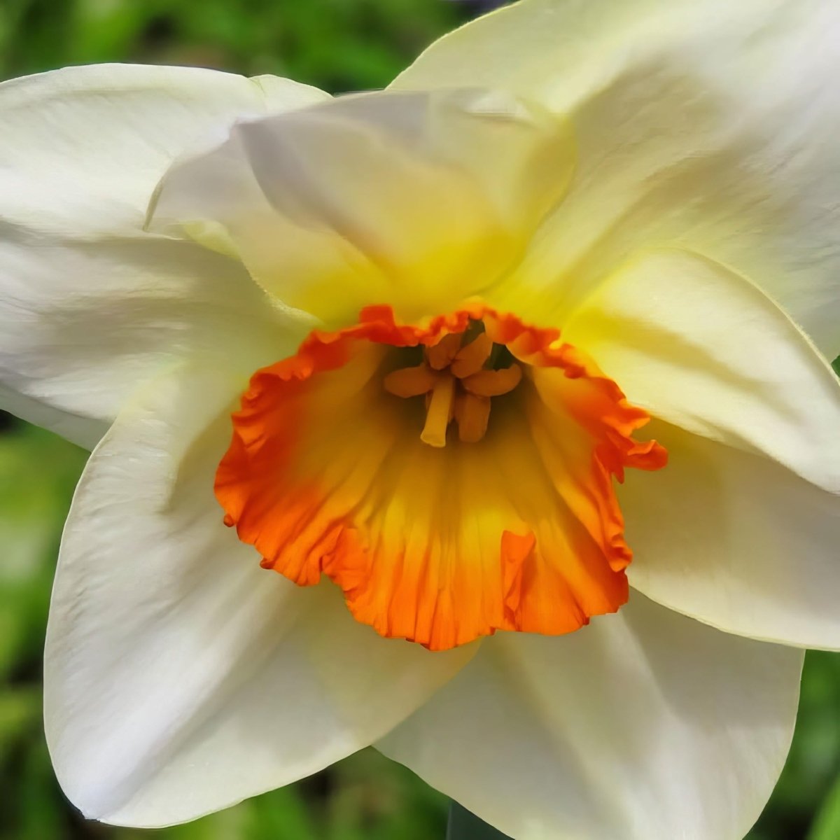 Daffodil 'Chromacolour' (Narcissus) - Harding & Bloom