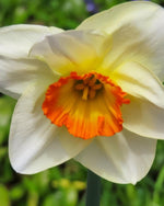 Daffodil 'Chromacolour' (Narcissus) - Harding & Bloom