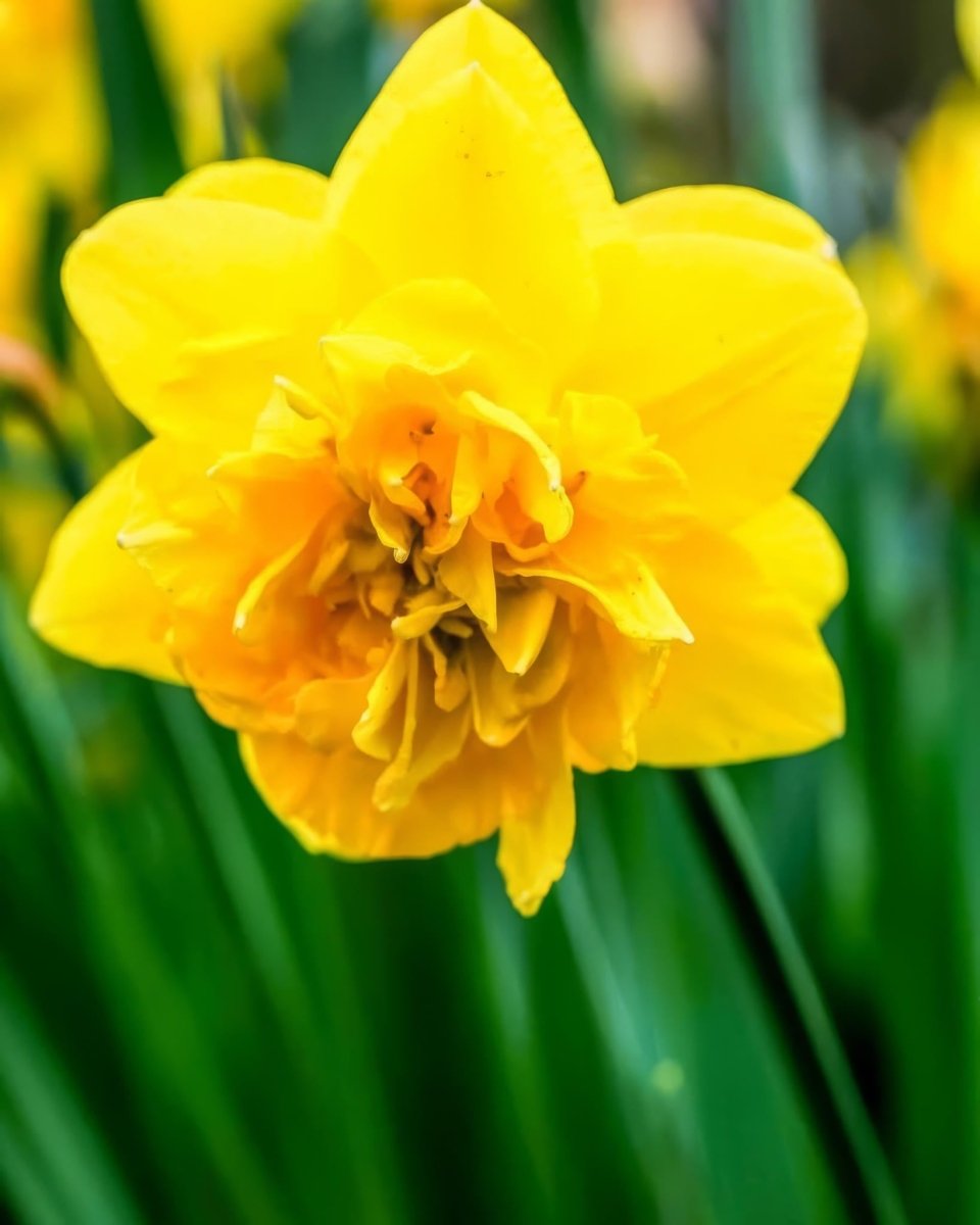 Daffodil (Narcissus) 'Dick Wilden' - Harding & Bloom