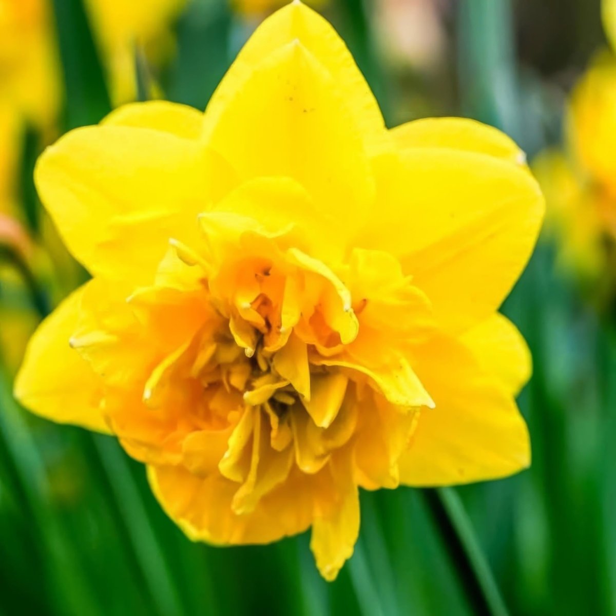 Daffodil (Narcissus) 'Dick Wilden' - Harding & Bloom