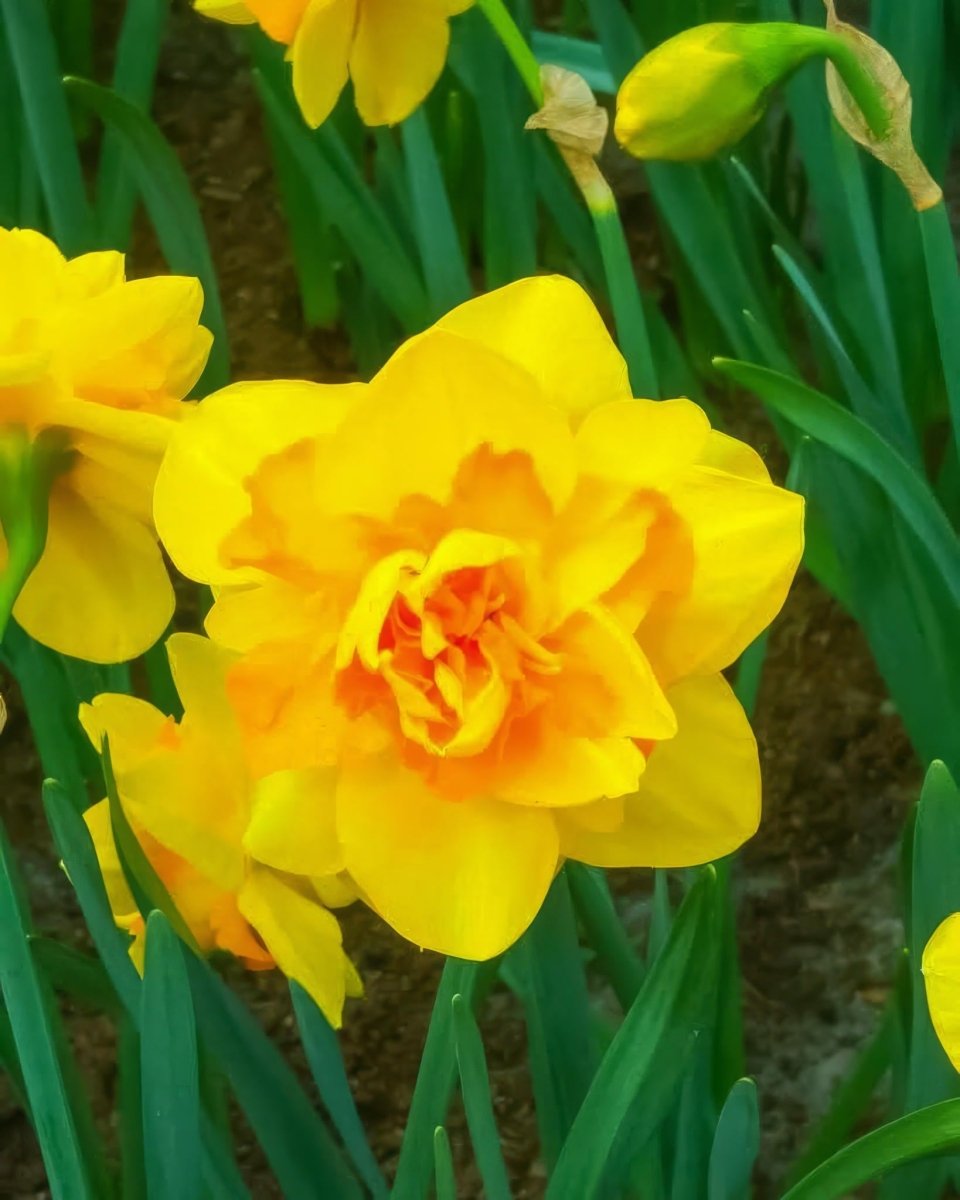 Daffodil (Narcissus) 'Dick Wilden' - Harding & Bloom
