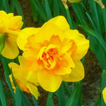 Daffodil (Narcissus) 'Dick Wilden' - Harding & Bloom
