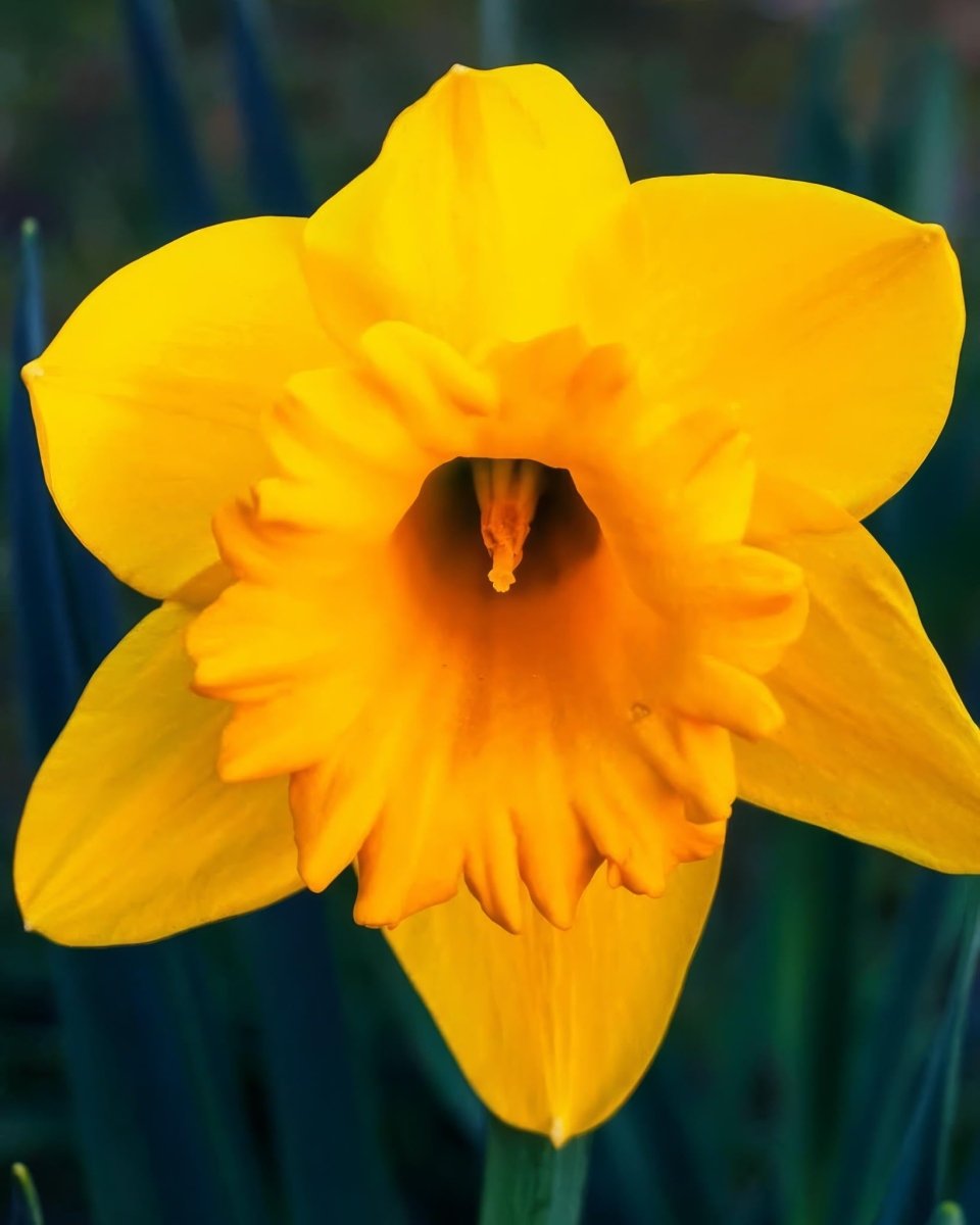 Daffodil (Narcissus) 'Dutch Master'