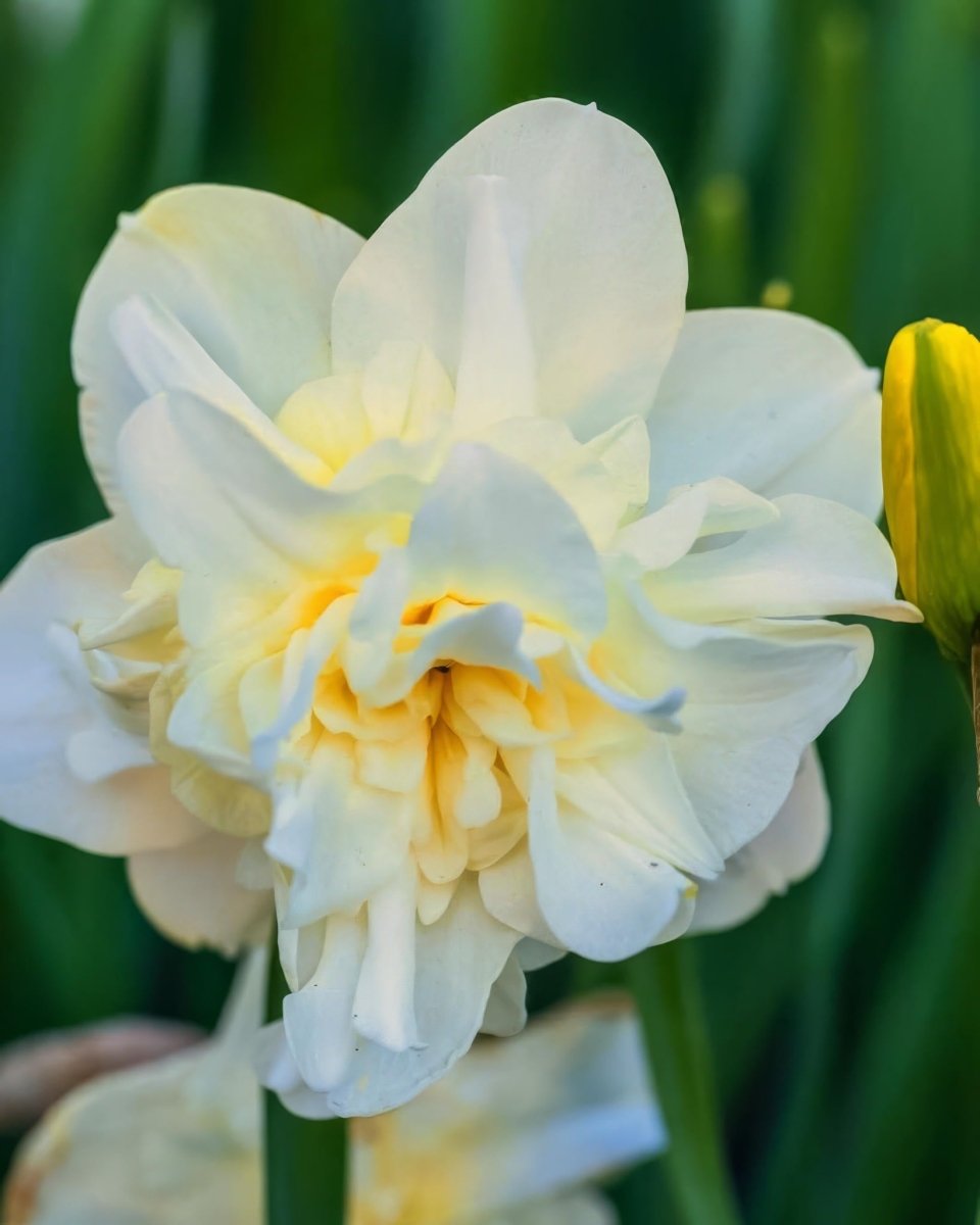 Daffodil (Narcissus) 'Erlicheer' - Harding & Bloom