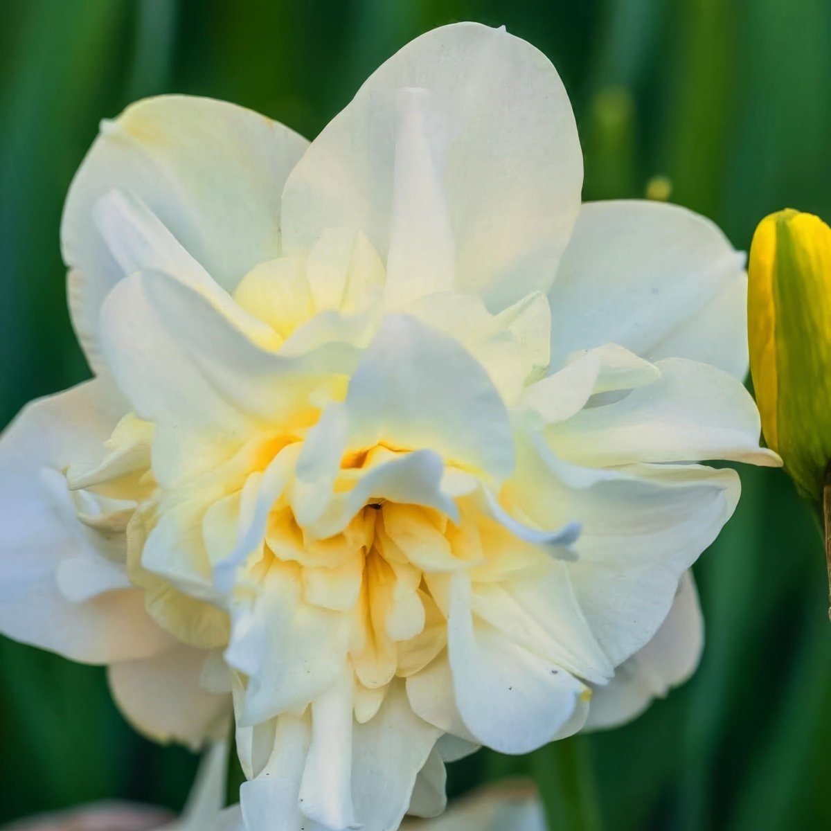 Daffodil (Narcissus) 'Erlicheer' - Harding & Bloom
