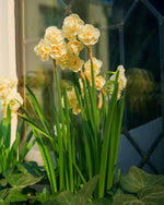 Daffodil (Narcissus) 'Erlicheer' - Harding & Bloom