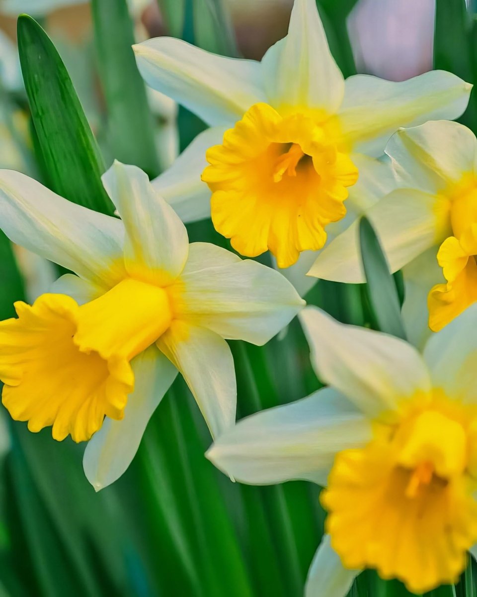 Daffodil (Narcissus) 'Golden Echo' - Harding & Bloom