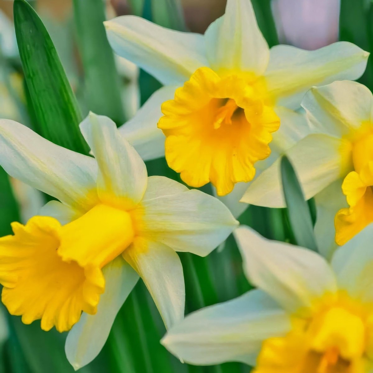 Daffodil (Narcissus) 'Golden Echo' - Harding & Bloom