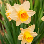 Daffodil (Narcissus) 'Golden Echo' - Harding & Bloom