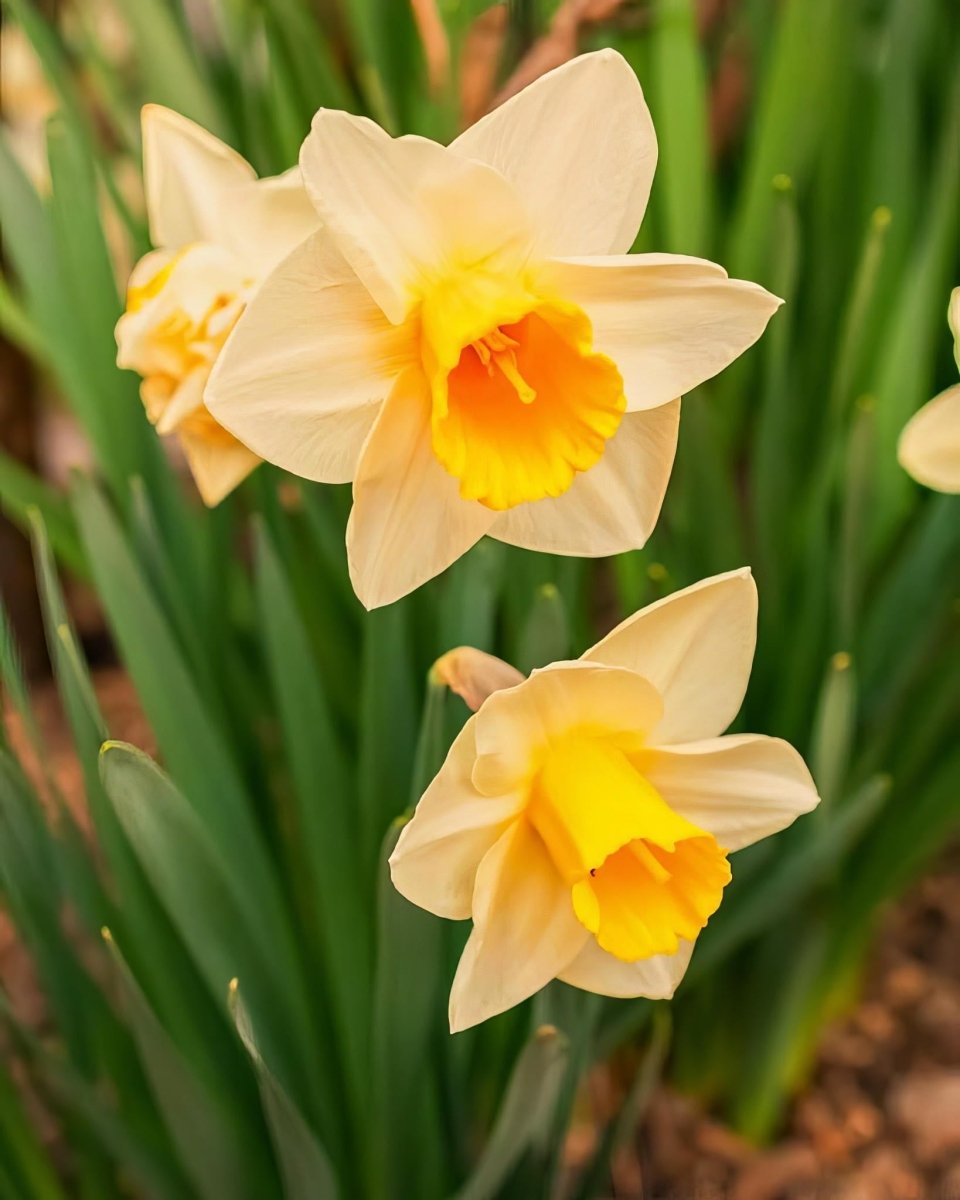 Daffodil (Narcissus) 'Golden Echo' - Harding & Bloom