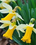 Daffodil (Narcissus) 'Golden Echo' - Harding & Bloom