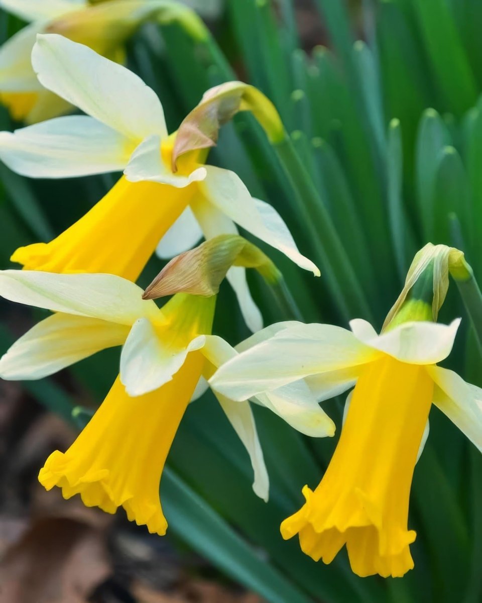 Daffodil (Narcissus) 'Golden Echo' - Harding & Bloom