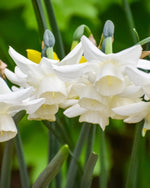 Daffodil (Narcissus) 'Ice Wings' - Harding & Bloom