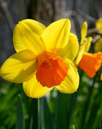 Daffodil (Narcissus) 'Jetfire' - Harding & Bloom