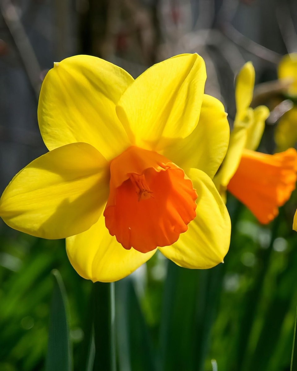 Daffodil (Narcissus) 'Jetfire' - Harding & Bloom