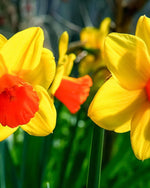 Daffodil (Narcissus) 'Jetfire' - Harding & Bloom