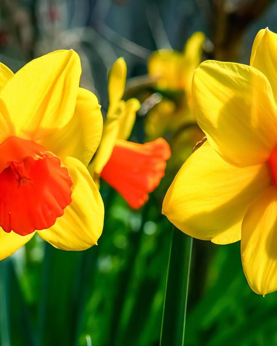 Daffodil (Narcissus) 'Jetfire' - Harding & Bloom