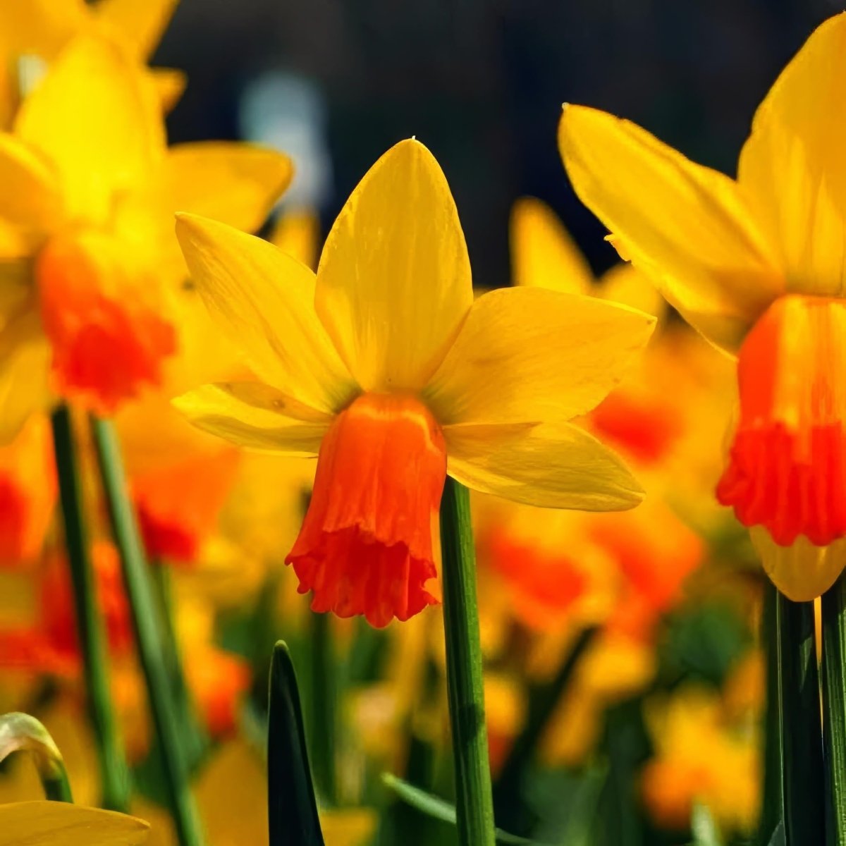 Daffodil (Narcissus) 'Jetfire' - Harding & Bloom