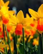 Daffodil (Narcissus) 'Jetfire' - Harding & Bloom