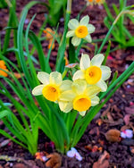 Daffodil (Narcissus) 'Minnow' - Harding & Bloom
