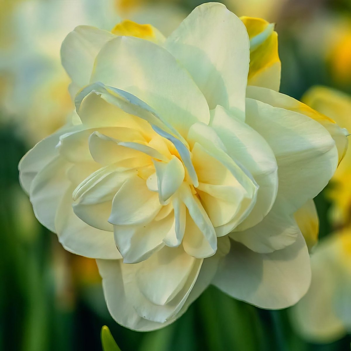 Daffodil (Narcissus) 'Obdam'