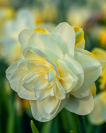 Daffodil (Narcissus) 'Obdam' - Harding & Bloom
