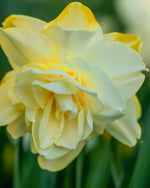 Daffodil (Narcissus) 'Obdam' - Harding & Bloom