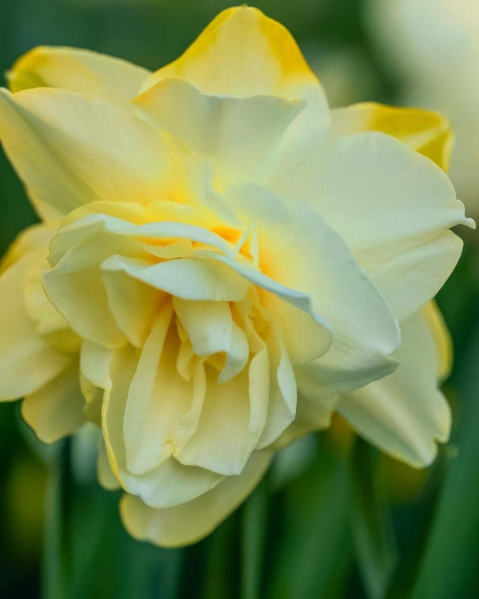 Daffodil (Narcissus) 'Obdam' - Harding & Bloom