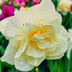 Daffodil (Narcissus) 'Obdam' - Harding & Bloom