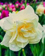 Daffodil (Narcissus) 'Obdam' - Harding & Bloom