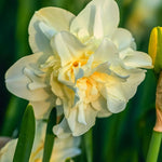 Daffodil (Narcissus) 'Obdam' - Harding & Bloom