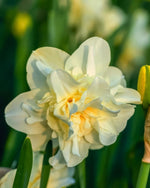 Daffodil (Narcissus) 'Obdam' - Harding & Bloom