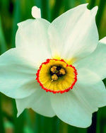 Daffodil (Narcissus) 'Pheasant's Eye' - Harding & Bloom