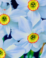 Daffodil (Narcissus) 'Pheasant's Eye' - Harding & Bloom